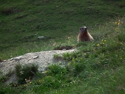 88 marmotta sulla porta di casa...